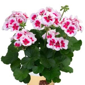 Pelargonium Summer Lovers White Splash Sardunya Fidesi | Zengarden