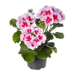 【美品レア】SARREGUEMINES JARDINIÈRE サボン[3731] Pelargonium Summer Lovers White Splash Sardunya Fidesi Zengarden
