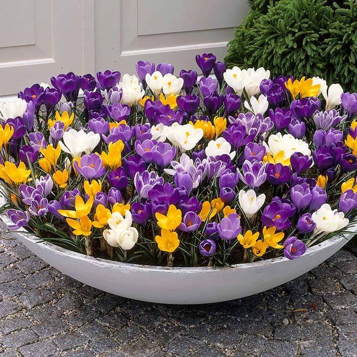 Dev çiçekli karışım çiğdem soğanı ithal crocus