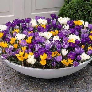Dev çiçekli karışım çiğdem soğanı ithal crocus