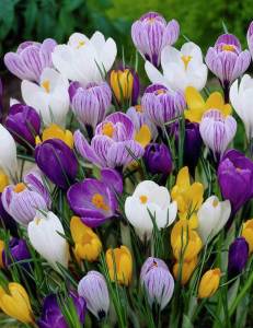 Dev çiçekli karışım çiğdem soğanı ithal crocus