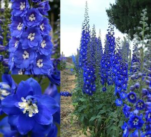3 adet Blue Bird hezaren çiçeği fidesi delphinium