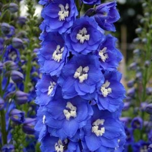 3 adet Blue Bird hezaren çiçeği fidesi delphinium