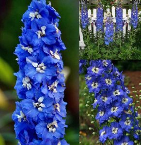 3 adet Blue Bird hezaren çiçeği fidesi delphinium