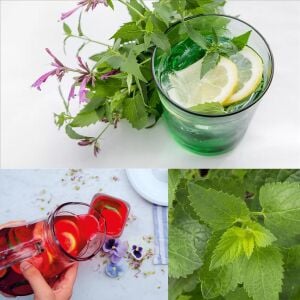 Ferah Limon Aromalı Anason Çiçeği Fidesi Agastache mexicana Lime