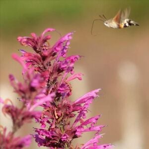 Ferah Limon Aromalı Anason Çiçeği Fidesi Agastache mexicana Lime