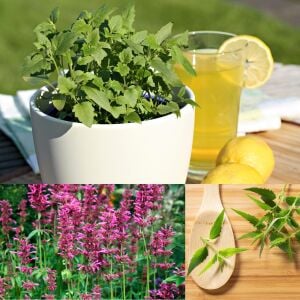 Ferah Limon Aromalı Anason Çiçeği Fidesi Agastache mexicana Lime