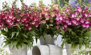 Blackberry penstemon fidesi çok yıllık ice cream serisi