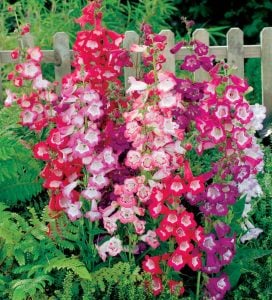 Blackberry penstemon fidesi çok yıllık ice cream serisi