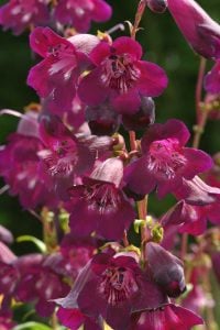 Blackberry penstemon fidesi çok yıllık ice cream serisi