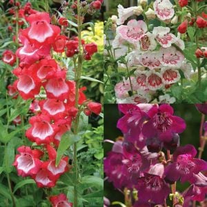 Blackberry penstemon fidesi çok yıllık ice cream serisi
