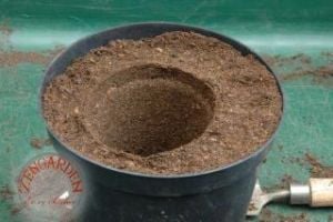 Compo sana salon bitkileri için toprak 10 LİTRE