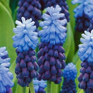 Üzüm sümbülü soğanı lavanta muscari latifolium