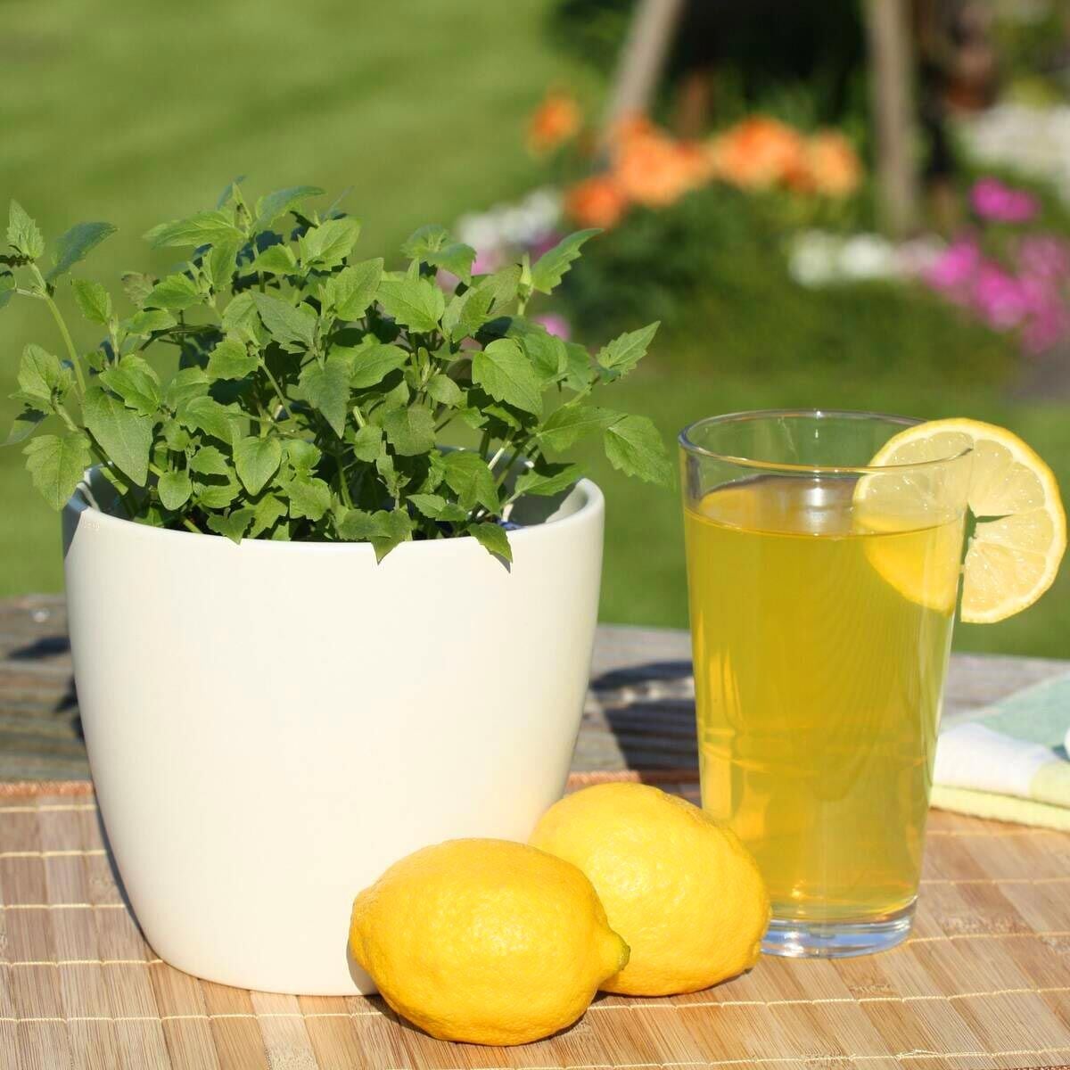 Ferah Limon Aromalı Anason Çiçeği Fidesi Agastache mexicana Lime