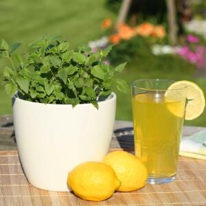 Ferah Limon Aromalı Anason Çiçeği Fidesi Agastache mexicana Lime