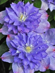 Blue Explosion clematis fidanı orman asması sarmaşık