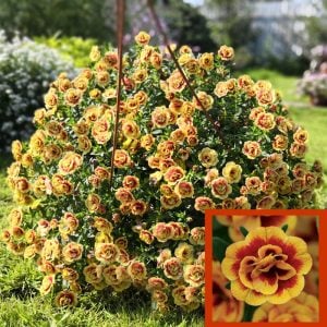 Katlı sarı kırmızı sarkan calibrachoa fidesi double sunset bicolor