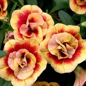 Katlı sarı kırmızı sarkan calibrachoa fidesi double sunset bicolor