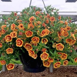 Katlı sarı kırmızı sarkan calibrachoa fidesi double sunset bicolor