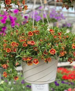 Katlı sarı kırmızı sarkan calibrachoa fidesi double sunset bicolor