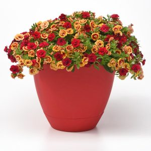 Katlı sarı kırmızı sarkan calibrachoa fidesi double sunset bicolor