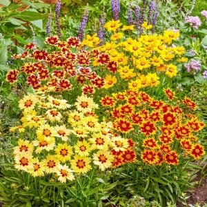Kızgözü Çiçeği Fidesi – Coreopsis ‘Solena Red and Gold’