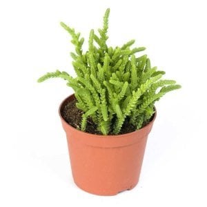 Crassula muscosa lycopodioides prenses çamı sukulent