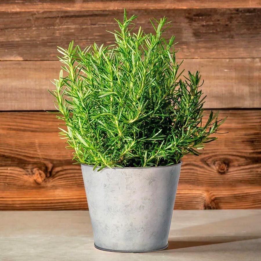 Biberiye Fidesi Rosmarinus officinalis Abra×Maxx – Yoğun Aromalı Kompakt Tür