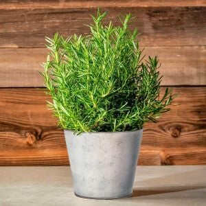 Biberiye Fidesi Rosmarinus officinalis Abra×Maxx – Yoğun Aromalı Kompakt Tür