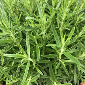 Biberiye Fidesi Rosmarinus officinalis Abra×Maxx – Yoğun Aromalı Kompakt Tür