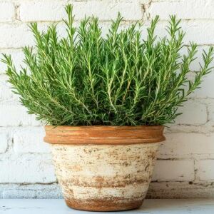 Biberiye Fidesi Rosmarinus officinalis Abra×Maxx – Yoğun Aromalı Kompakt Tür