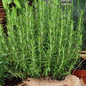 Biberiye Fidesi Rosmarinus officinalis Abra×Maxx – Yoğun Aromalı Kompakt Tür