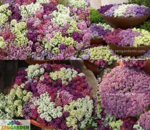 Kraliyet halısı tohumu karışım lobularia maritima alyssum harikalar diyarı serisi
