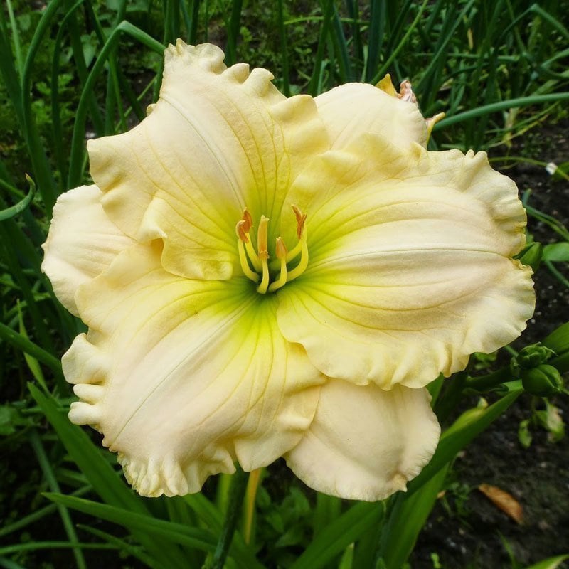Blizzard Bay gün güzeli çiçeği saksıda hemerocallis