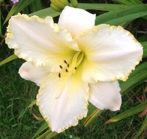 Blizzard Bay gün güzeli çiçeği saksıda hemerocallis