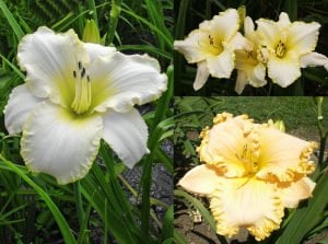 Blizzard Bay gün güzeli çiçeği saksıda hemerocallis