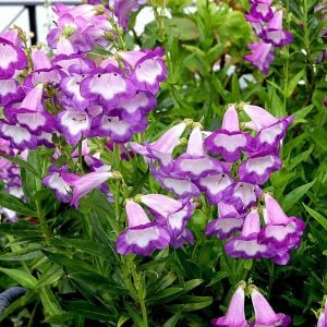 Çan Çiçeği Fidesi Penstemon hartwegii ‘Pensham Czar’