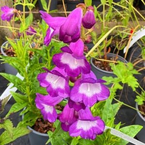 Çan Çiçeği Fidesi Penstemon hartwegii ‘Pensham Czar’