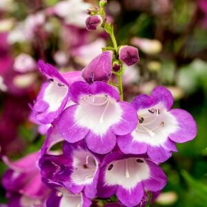 Çan Çiçeği Fidesi Penstemon hartwegii ‘Pensham Czar’