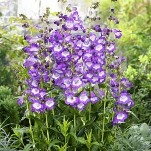 Çan Çiçeği Fidesi Penstemon hartwegii ‘Pensham Czar’