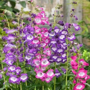 Çan Çiçeği Fidesi Penstemon hartwegii ‘Pensham Czar’
