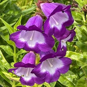 Çan Çiçeği Fidesi Penstemon hartwegii ‘Pensham Czar’