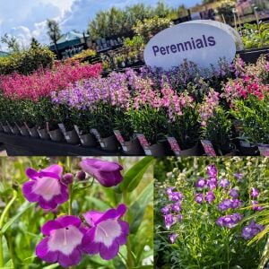 Çan Çiçeği Fidesi Penstemon hartwegii ‘Pensham Czar’