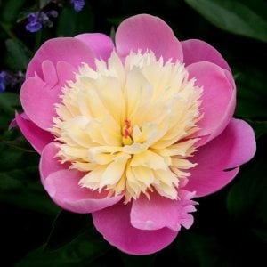 Bowl of beauty şakayık soğanı peony