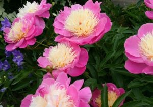 Bowl of beauty şakayık soğanı peony