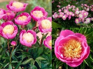 Bowl of beauty şakayık soğanı peony