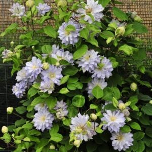Diamond Ball clematis fidanı orman asması sarmaşık