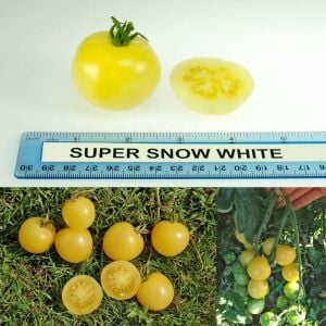 Süper Kar Beyazı Domatesi Tohumu – Super Snow White