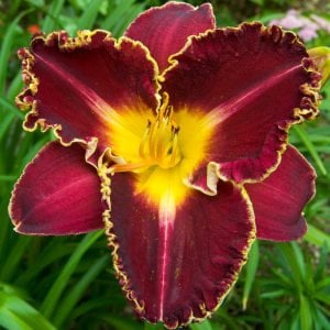 Storm of the Century gün güzeli çiçeği saksıda hemerocallis