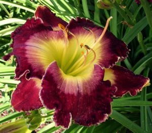 Storm of the Century gün güzeli çiçeği saksıda hemerocallis